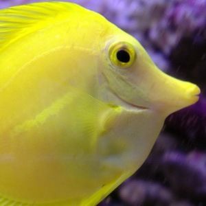 Meet your Posher, Robert